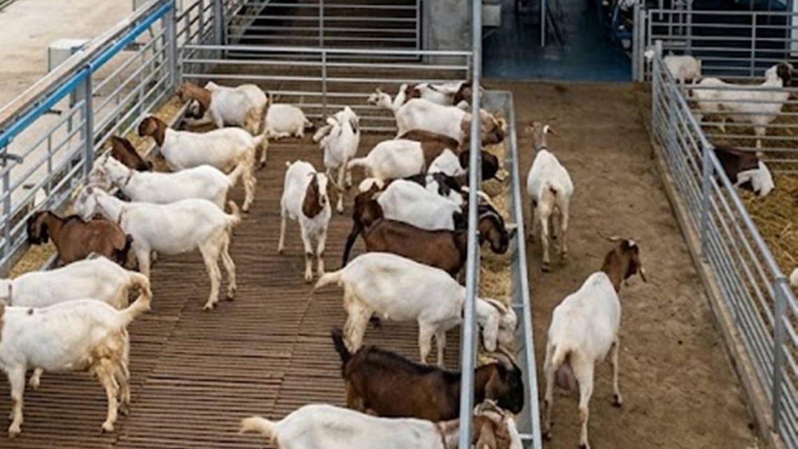 Seberapa Membantu Sistem Komputer dalam Peternakan Kambing